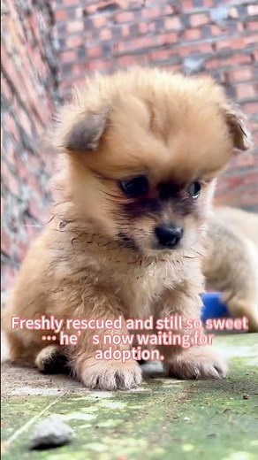 Rescue Dog with Soft Eyes — Available for Adoption Gentle Rescue Boy Needs a Home