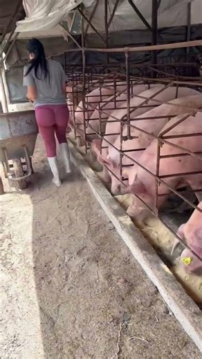 From Small Farm to Big Pig Business #PigFarming #FarmSuccess #Pig