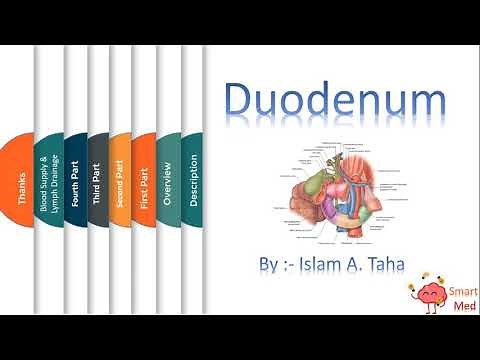 Anatomy of the duodenum and overview of the abdominal cavity