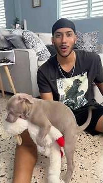Training my pitbull to not bite!🐶