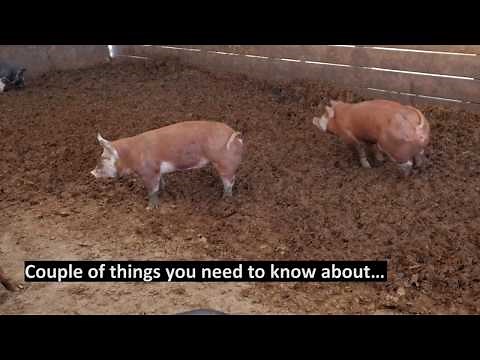 Key ingredient for new, sustainable asphalt – pig poop!