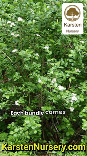 $62.00 Chokeberry, Black (25 per bundle) For order please click the...