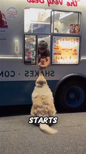 This Little Dog Waits For The Ice Cream Man Daily