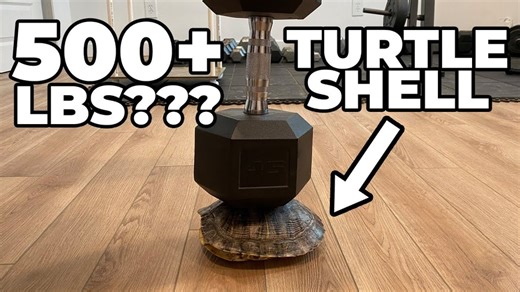 21K views · 51 reactions | How Much a Turtle Shell Can Hold?  #AnimalLover | Waterjet Channel | Facebook
