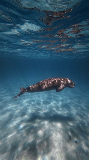 Cha Ocampo on Instagram: "Have you seen one? 🩵 This is definitely the highlight of my trip! Dugongs also known as “sea cows” can be found in the Philippines! There are 2 resident dugongs in Busuanga named Aban & Pingas. The one you see in the video is Pingas, he’s estimated to be 25yrs old & loves to be in the spotlight (as you can see) ✨🧜🏼‍♀️ @tourismimaropa #Palawan #Busuanga"