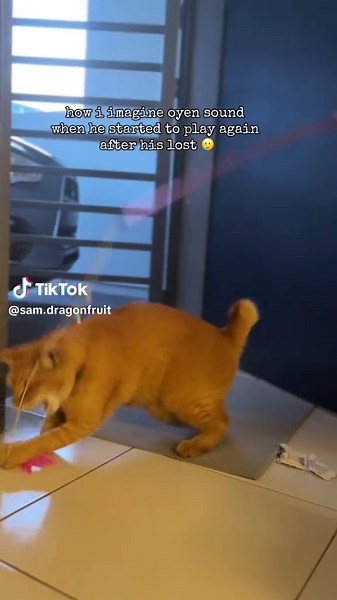 Gais apa nama yg sesuai utk oyen ni eh? 🤔 #kucing #cat #tabby #orangecat #oyen #tabbycat #siamesecat #kucingoren #kucingoyen #fypcats #fyp #kucingsiam #catawareness #fypcat #catsoftiktok