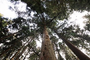 Real Christmas Trees Vs. Fake Christmas Trees // The Environmental Impact of Christmas Trees