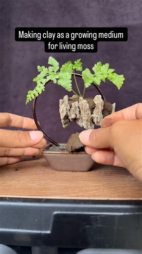 🏔️it’s this easy to make clay as a growing medium for living moss #bonsaitree #bonsai #bonsailovers #bonsaiart #fblifestyle | Ara Jaber Bonsai