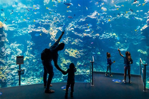 Cal Academy of Sciences cutting dozens of jobs