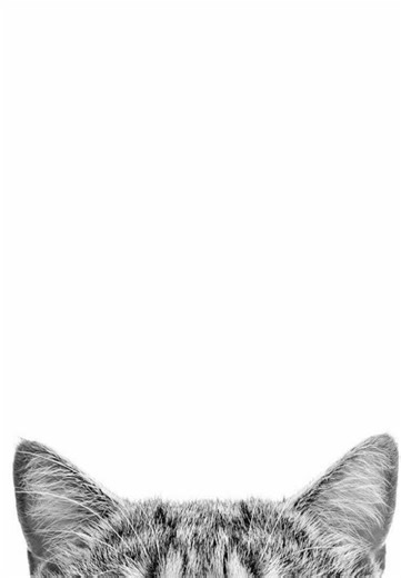 teng weba 🏴‍☠️🏴‍☠️ #propuestalaboral #podercerdito❤️ #videosparaidentificarse #shinhari #podercerdito❤️