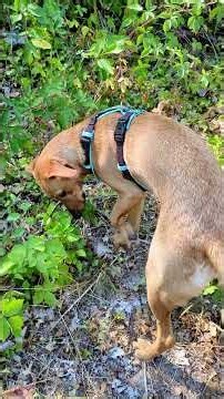 prickly situations for ourr dog Arwen #bramblebushes