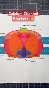 How calcium channel blockers work #calcium #physiology #anatomyandphysiology #nursingstudents