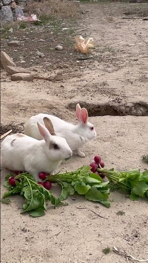 Cute Bunny Eating Fresh Radishes 🐰🥕 | Relaxing ASMR #rabbit #bunny #animal #cute #asmr