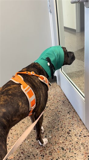 Learn Spanish with Fun Dog Videos