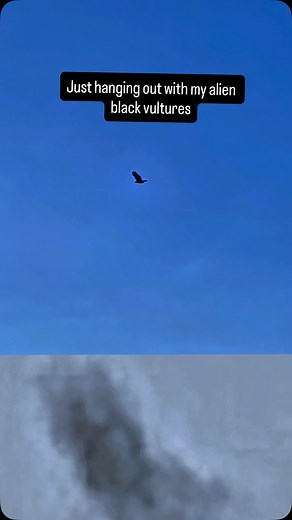 1.3K views · 3 comments | Just hanging out with my alien black vultures. These are holographic projections. I slowed it down for you on the bottom. Today is November 11, 2025 St. Louis county Florida. #black vultures#vultures#birds#alien birds #alien #ufo #florida #mothership #universe | Theuniverse1969a | Facebook