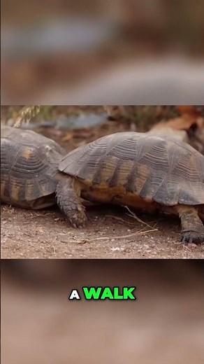 Russian Tortoise Care: Simple Guide for Beginners!