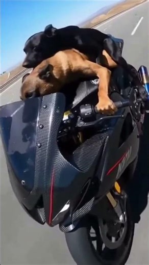 me and my friend #viral #shortvideos #shorts