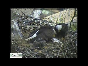 Hays bald eagles bring cat to nest for eaglets