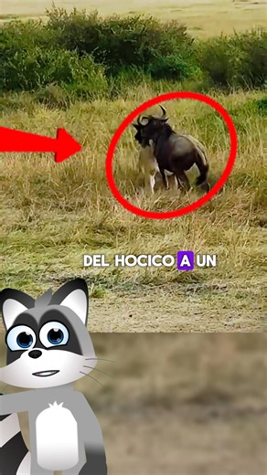 2.4K views · 36 reactions | Leona vs Ñu #animales #animalessalvajes | Animal World Ec | Facebook