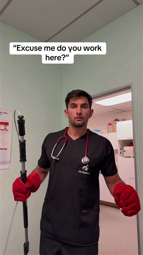 Funny Questions Veterinarians Get Asked