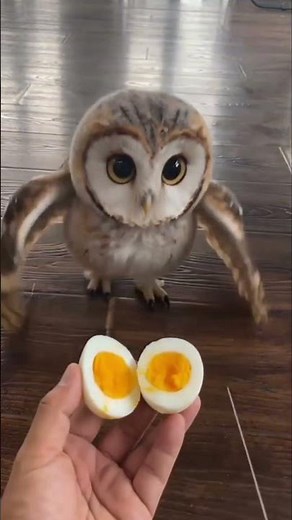 I pranked Twit Twoo with a boiled egg and his reaction… 🥚😳 #shorts