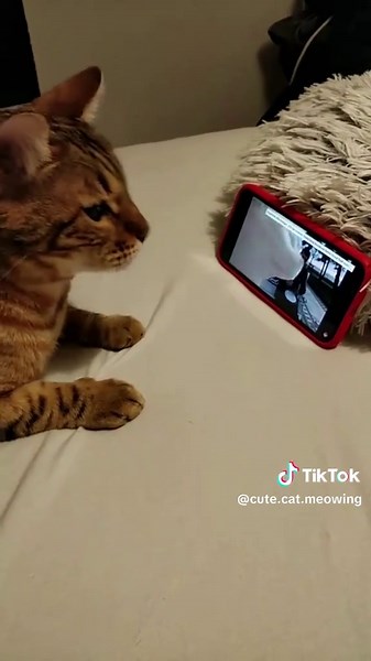 Funniest Cat Moments Compilation to Brighten Your Day