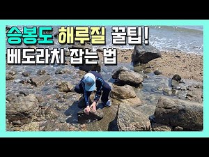 바다의 미꾸라지, 베도라치를 잡아라! 승봉도 해루질 꿀팁 대공개~