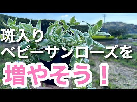 [Succulents] Propagate variegated baby sun roses by cuttings. Simply cut and insert. #succulents ...