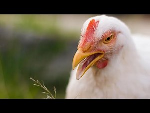 Chicken Song part 12 (original) | The hens’ dancing song | 2023 #12