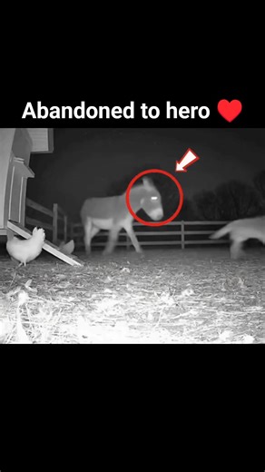 THIS ABANDONED Donkey Saved From Highway 💔 Years Later He Did THIS 😱 pt.1 #shorts