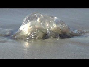 Venomous, Potentially Deadly Box Jellyfish Wash Up On Cocoa Beach, Florida