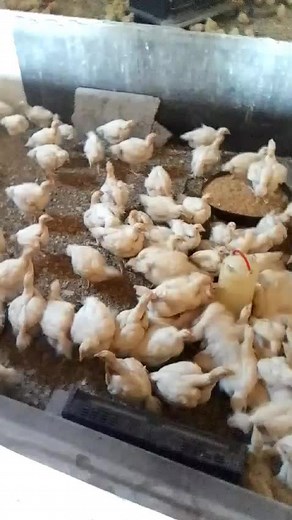 Layer Chicken Farming for Egg Production Success