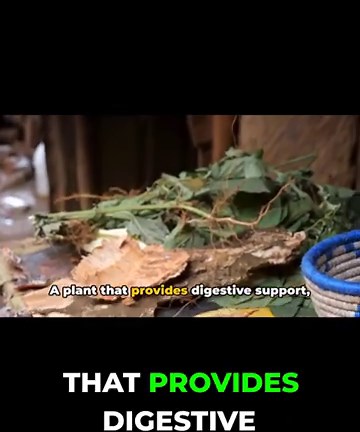 Palo Azul Tea: Health Benefits Explained