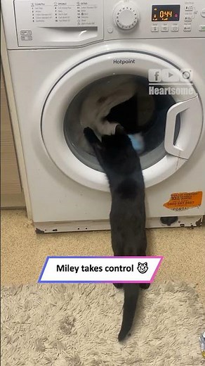 Cat vs. Washing Machine: Hilarious Spin Cycle Showdown!|| Heartsome 💖