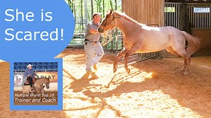 341K views · 7.6K reactions | What she is scared of may not be a big surprise but I bet how I fix it will be. | Tim Anderson Horse Training | Facebook