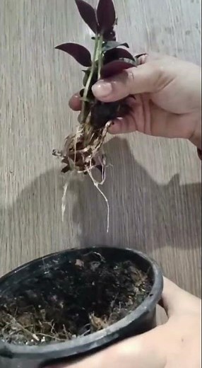 How to grow and propagate Wandering Jew Plant || Wandering Jew care #shorts