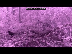 Raspberry Pi Zero Cam Day & Night with sound.