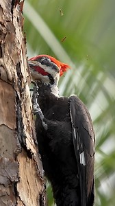 279K views · 10K reactions | Bang your head! This pileated woodpecker’s rocking its red mohawk and going full punk on this tree. Stick around till the end to catch it flipping its head completely upside down to prove it can headbang amongst the best rockstars! #pileatedwoodpecker #woodpecker #sonyalpha #birds #nature #wildlife #wildlifevideos #birdvideos #johnchestnutpark | Amber Favorite Photography | Facebook