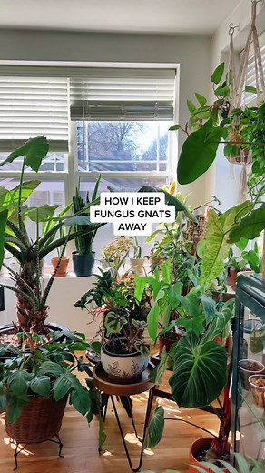 Tips to Keep Fungus Gnats Away from Your House Plants