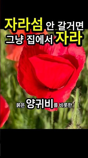 Gapyeong Jarasum Flower Festa! An all-time great poppy field. Peak bloom this weekend! #Jarasum #...