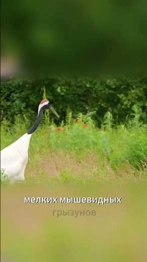 Японский журавль #животные #книгаживотных #журавль