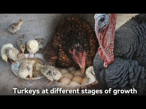 Turkey Farming Complete Guide | From Eggs to Adult Turkey | Fast Growth Tips