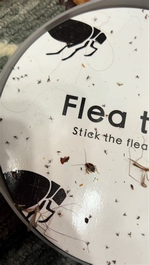 Protecker Flea Light Trap Review: Safe Bug Control 2023