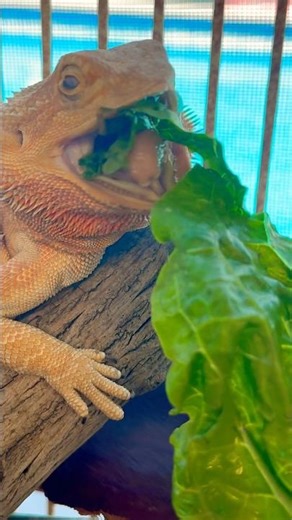 Majesty the Bearded Dragon Scared by a Helicopter 🚁🐉