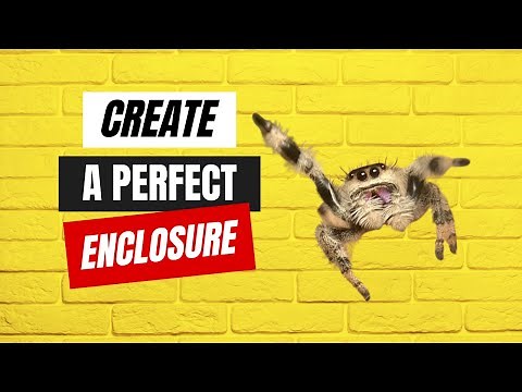 How to Easily Create the Perfect Set Up for a Jumping Spider in 2023