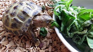 Baby Tortoise Diet & Feeding Guide For Beginners