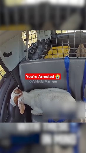 Cop Vs Goat Funny encounter 🤣 #bodycam #lawenforcement #policeofficer #cops #policeencounter