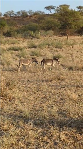 Donkeys Fast running in a desert area of Tharparkar viral shorts please watch and subscribe #usa#uk