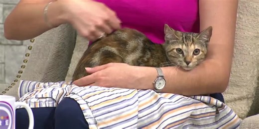 Pet of the Week: Meet Java Bean!