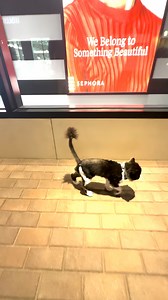 1.4K reactions · 12 shares | A kiss to finish off the day, and a reminder to always live life to the purr-est  | Cyrus | Facebook